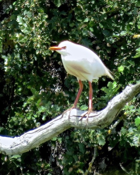 cattle egret